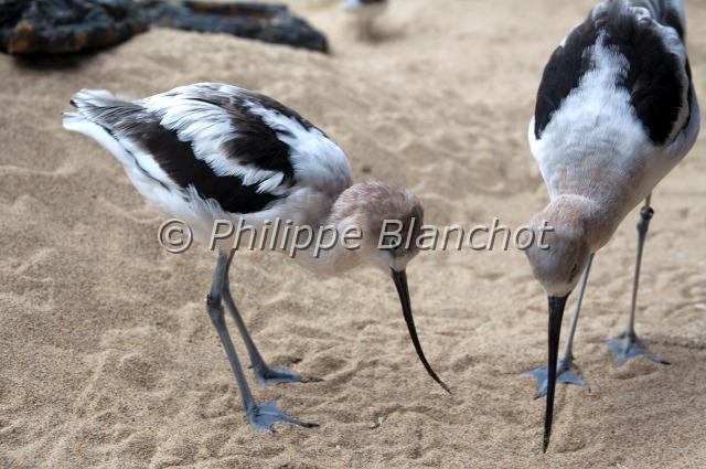 recurvirostra americana.JPG - Recurvirostra americanaAvocette d'AmériqueAmerican AvocetLimicole Charadriiformes, Charadriidae (=Recurvirostridae)Etats-Unis